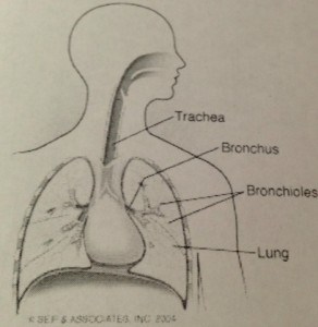bronchial tubes, air, asthma, breathing, lungs, allergies, infections, dana vento