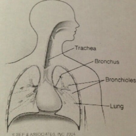 bronchial tubes, air, asthma, breathing, lungs, allergies, infections, dana vento