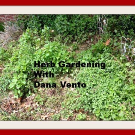 herbs herb gardens, thyme, basil, oregano, mint, spearmint, basil, lemon balm, chive, garden, low maintenance, lavender, gloves, dana vento, pittsburgh frugal mom