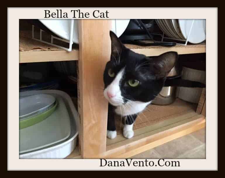 My Kitty Bella And Cleaning , kitty, dana vento,