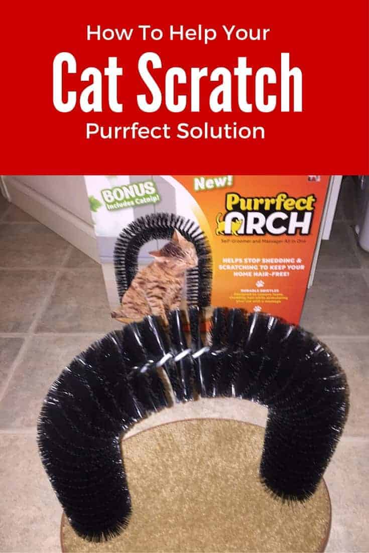 How To Help Your Cat Scratch • Dana Vento