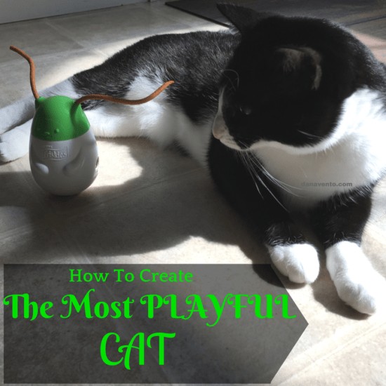 HOW TO CREATE THE MOST PLAYFUL CAT, Pull N Play, How To Get The Most Playful Cat, cats, kitties, bella the cat, cat toy, edible cat strings, treats,Wobbert, Friskies, Purina, Treats, Playtime, fun, treats for play, dispenser, treat dispenser, cat play time, cat treats, edible cat treats, easy, fun, playtime,