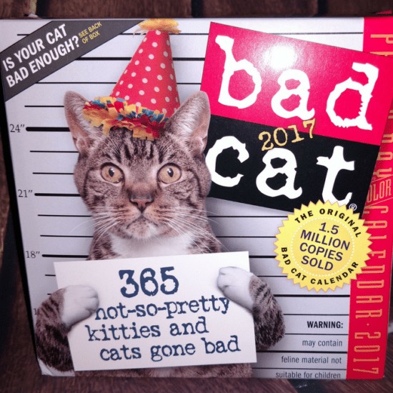 cat a day, cat a day calendar, cats, kittens, bad cats, good cat, pretty cats, cats of all sorts, 365 cats, cat calendar, calendars, rip off page, parents, cat parents, cat families, gifting for the holidays, gifts for cat lovers, holiday gift guide,Holiday Gift Ideas For Cat Lovers 
