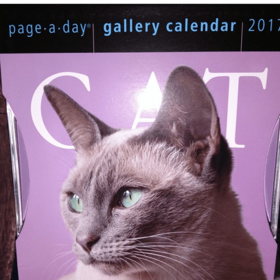 cat a day, cat a day calendar, cats, kittens, bad cats, good cat, pretty cats, cats of all sorts, 365 cats, cat calendar, calendars, rip off page, parents, cat parents, cat families, gifting for the holidays, gifts for cat lovers, holiday gift guide