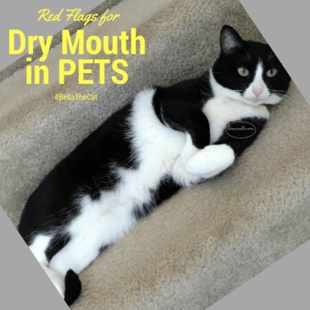 Do You Know These Dry Mouth Red Flags For Pets? cats, dogs, pets, dry mouth, medicines, saliva, flora, brushless, Petco, easy to use, how to treats, plaque, tartar, decay, water, Bella The Cat