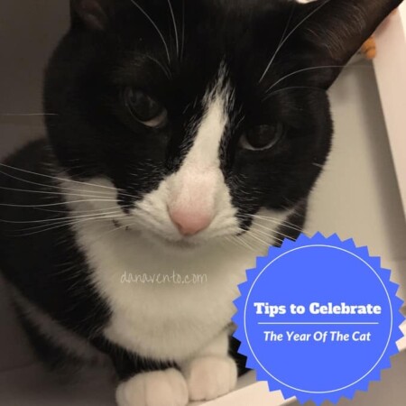 fabuluos tips to celebrate the year of the cat, cat wellness, cat health, cat food, cats, cat, kitten, best eats, whole grain, no junk, no fillers, health and wellness of cats, petsmart, nutrition, food decisions, make a decsion, on your cat's life