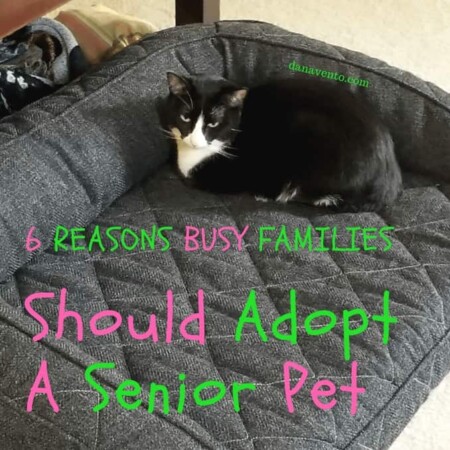 6 Reasons Busy Families Should Adopt A Senior Pet,Cat, cats, black cats, tuxedo cats, tiny cats, cat life, cats of the internet, Bella the cat, cat info, cat insight, cat scoop, about cats, about a cat, rescue cat, cat info, pets, pets in house, pets and families, cats and homes, inside cat, felines, cats, cats in house, cat families, aging cats, cats and cat foods, adoption, shelter cats, adopt a cat, cat day, cat love
