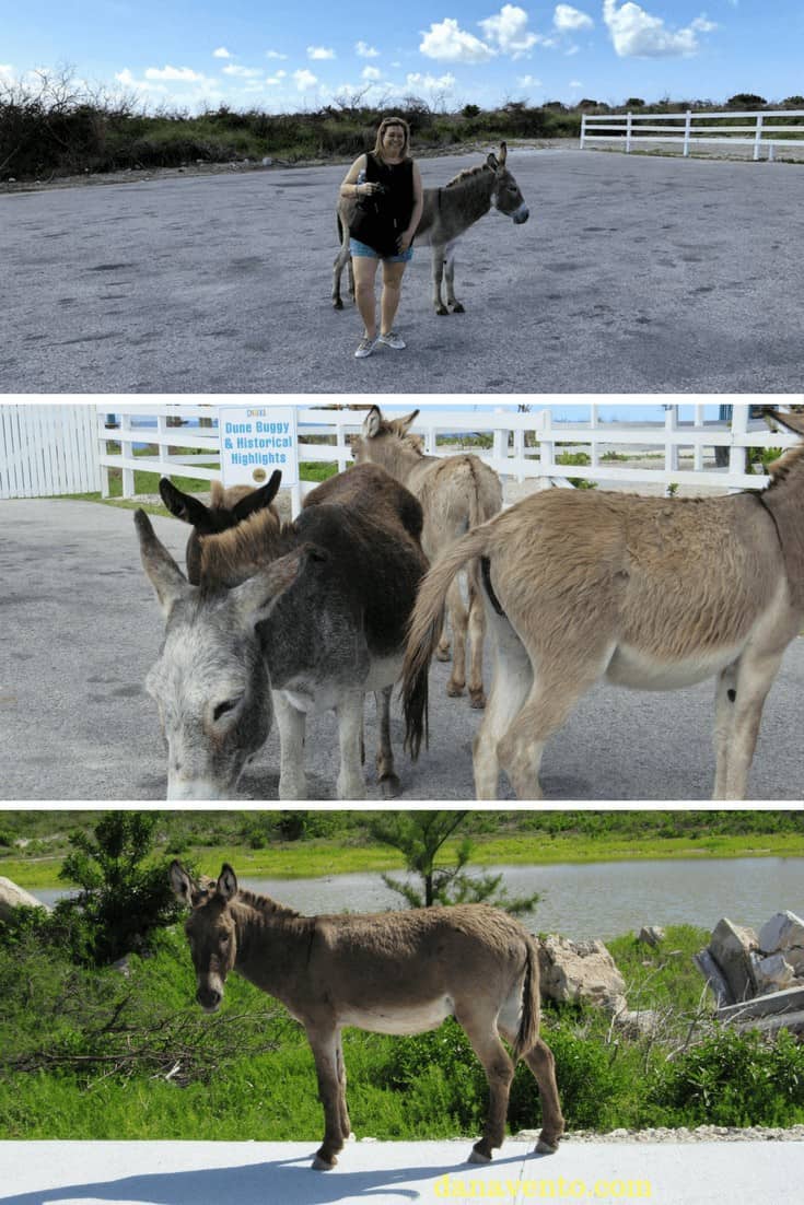 Discover Grand Turk + wild donkeys