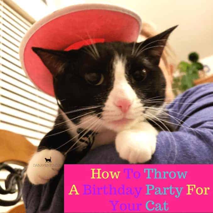 How To Throw A Birthday Party For Your Cat , BELLA, CATS, KITTIES, PARTIES, CELEBRATIONS, HOW TO, DIY, WHAT TO DO FOR A CAT PARTY, CAT THEME, BIRTHDAY FUN, ADULTS, HUMANS, PETS, PLATES, NAPKINS, MICE, PRESENT, SALMON, FUN FOR ALL, DIY CAT PARTY,