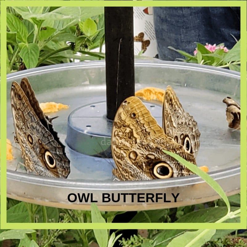 Owl Butterfly up close - Perry's Cave butterfly experience 