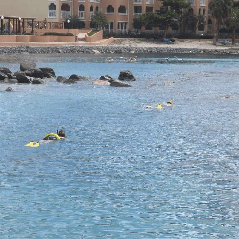 me snorkeling at Divi Little Bay resort 