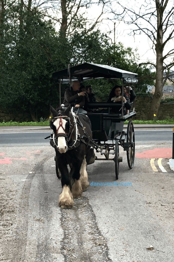 A Carriage Ride Fit For a Princess Visiting Ross Castle In Killarney, Ireland, Killarney, Killarney National Park, Nature, Castle, Ross Castle, Rides in Horse and Carriage, night time, trotting of horses, swans, ducks, geese, red deer, UNESCO, Biosphere, Trip to Ireland, Around Ireland, Irish Adventure, Experiential, Uncovering Ireland, town of Killarney, Killarney International Hotel, Adventuing, things to do, couples, romantic, Valentine's Day, February, photo worthy, Irish, Ireland Travel, CIE Tours, 