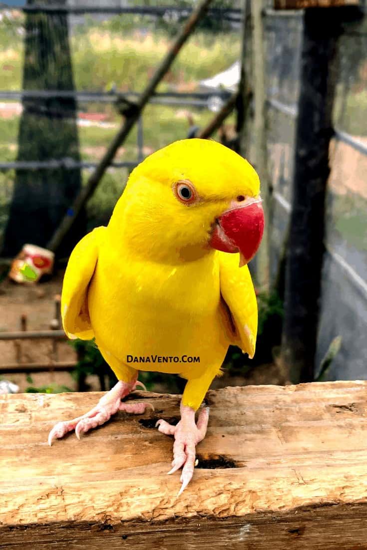 Sint Maarten Bird Sanctuary - Yellow bird so close to me on platform