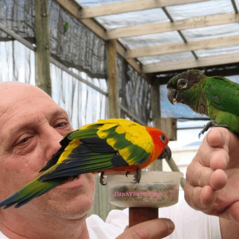 Sint Maarten bird sanctuary Man Appreciating Birds 