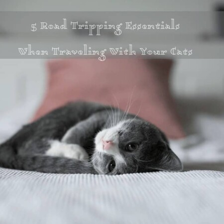 5 Road Tripping Essentials When Traveling With Your Cats, cats, cars, road trip, travel, litter box, portability, food, water, tips, tricks, animal travel, what to do, what a cat needs, restraint, safety, SUV, Truck, Minivan, food, cars and travel