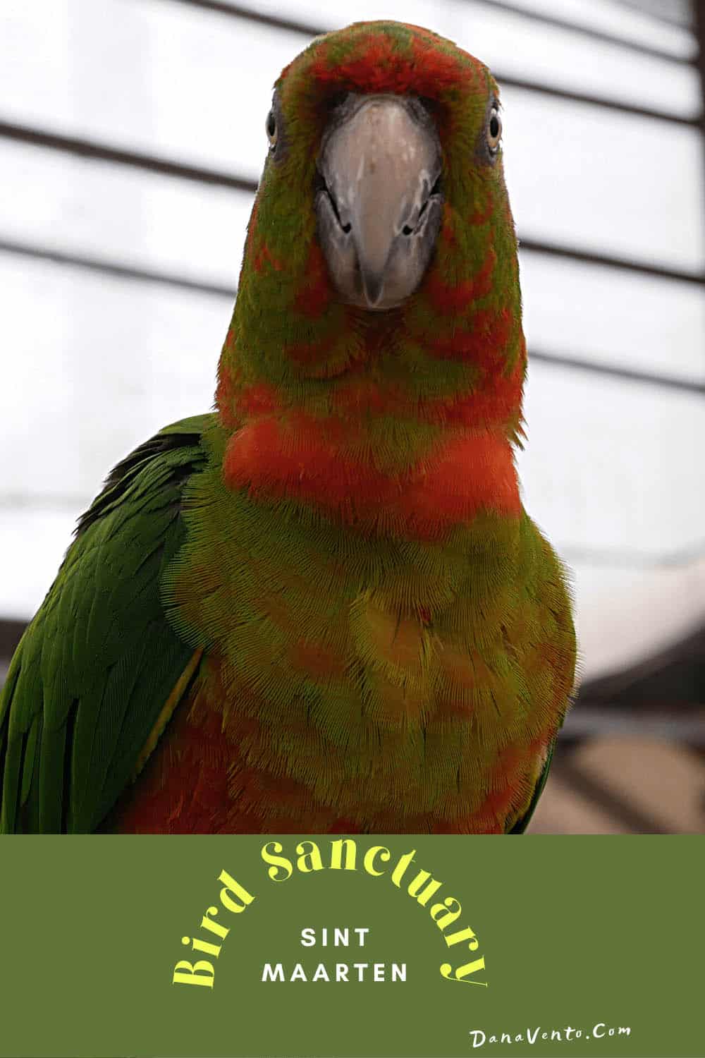 Sint Maarten Bird Sanctuary parrot. Discover the St. Maarten Bird Sanctuary secret. 