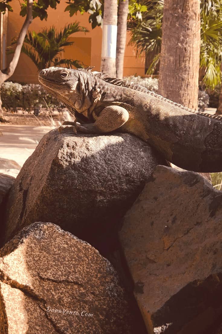 iguanas at Divi Village Resort they are everywhere 