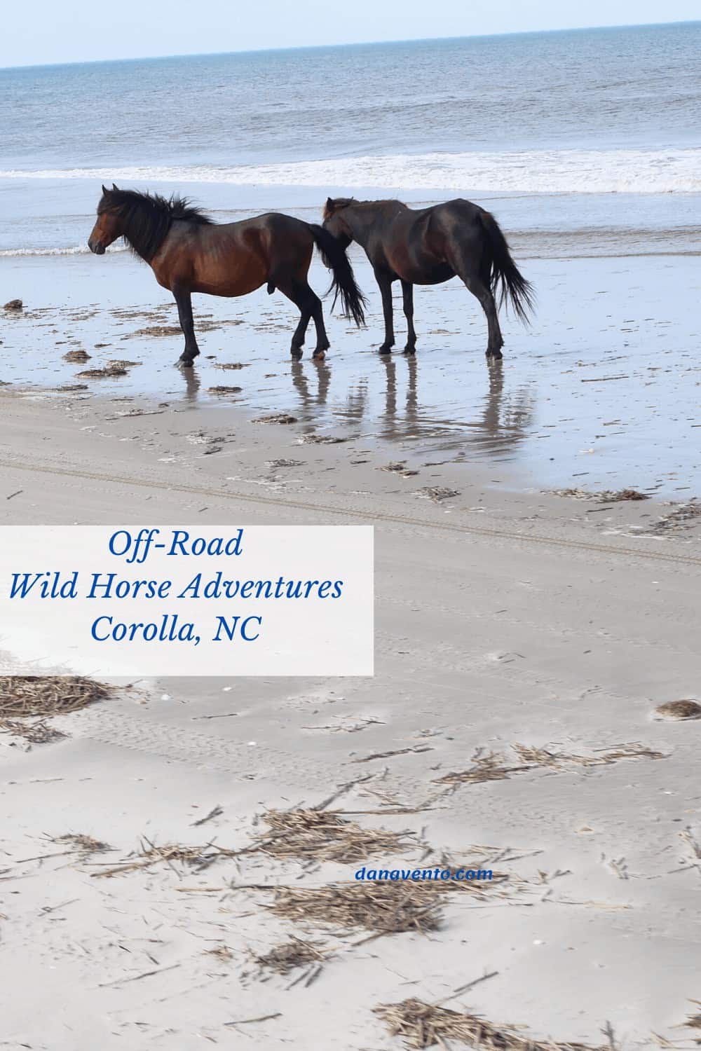2 Spanish Colonial Mustangs on Shoreline 