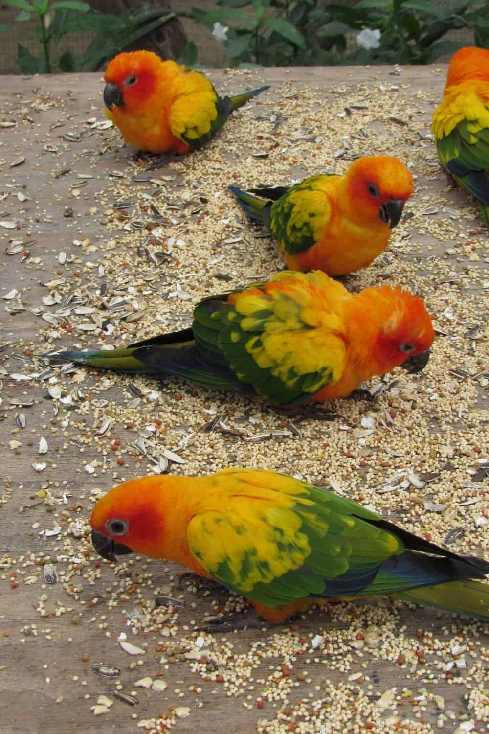 tri color birds in bird sanctuary in Sint Maarten