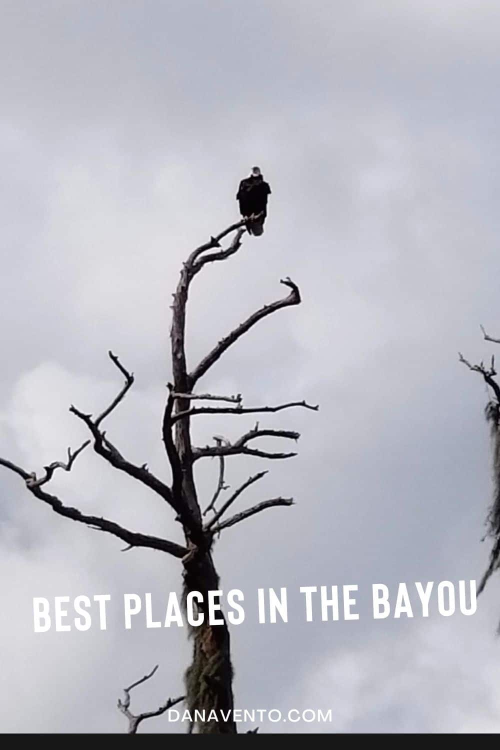 Eagle Swamp Tour in Bayou Country