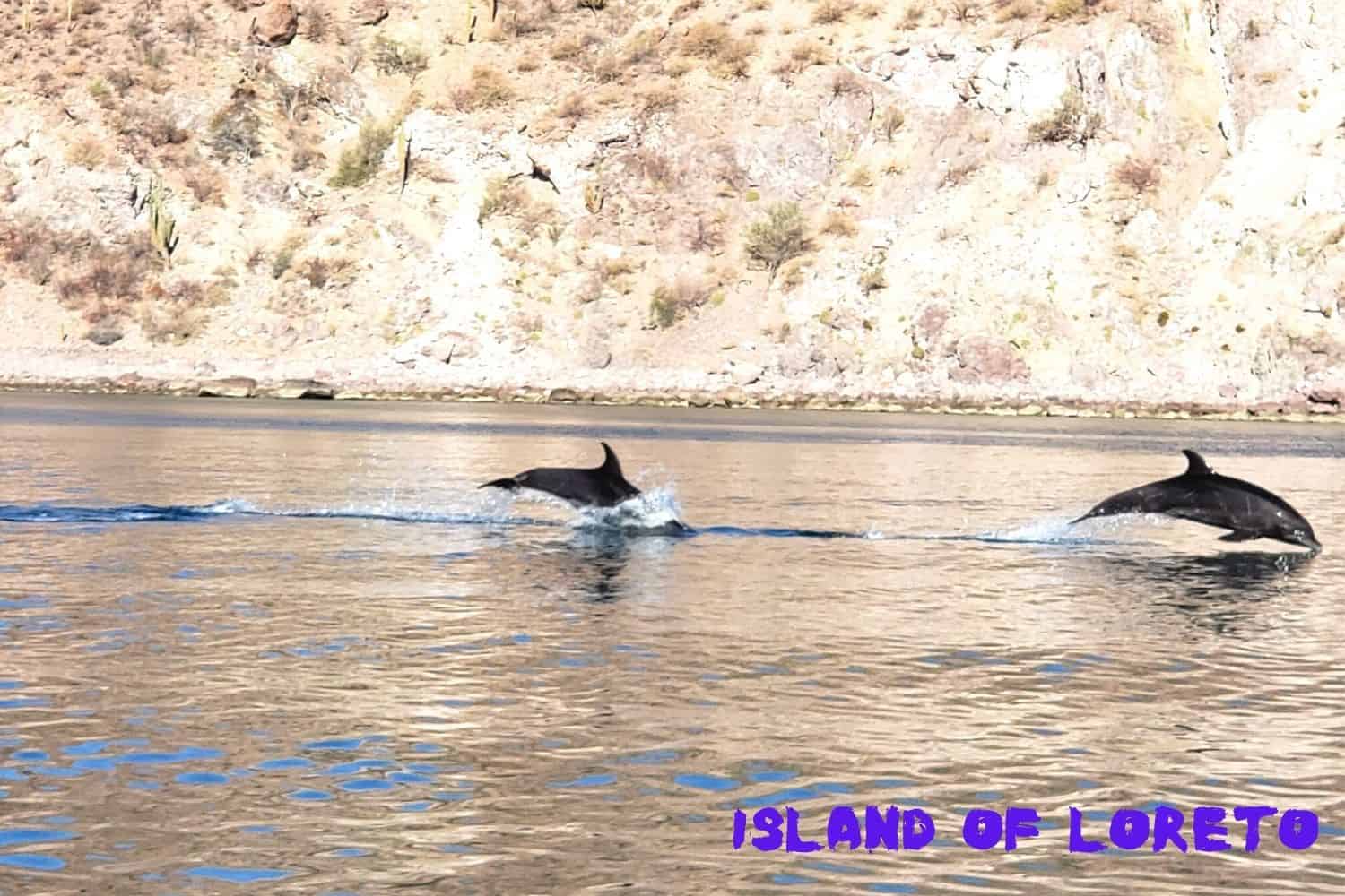 Island of Loreto dolphins