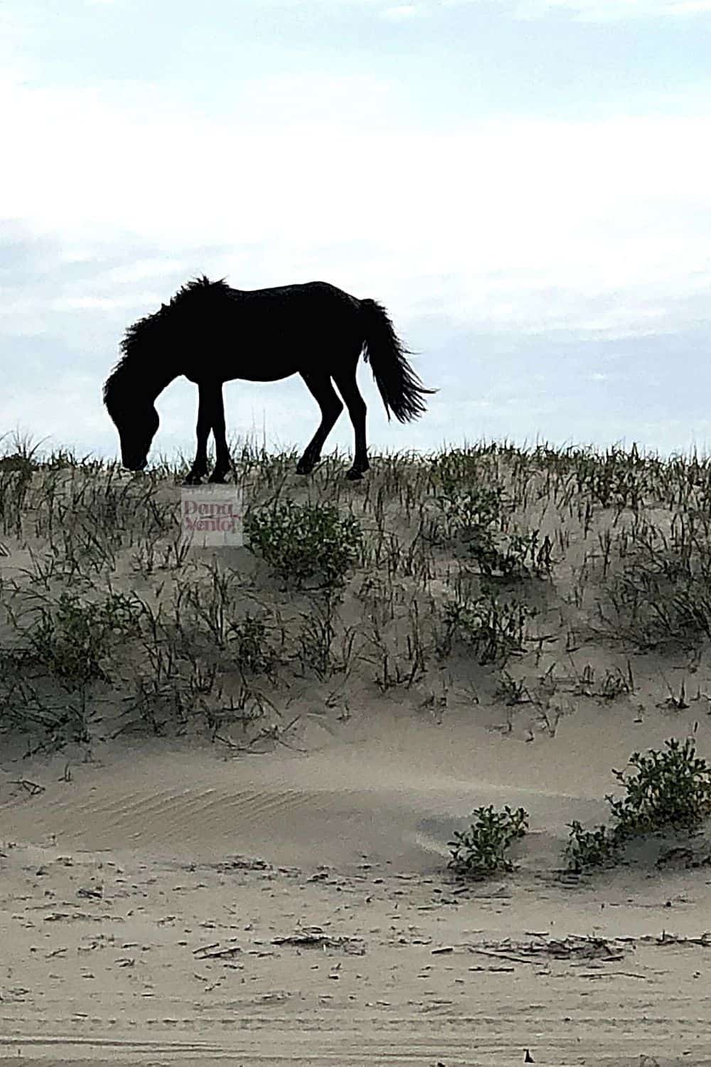 Outer Banks shop for everything fun book Corolla Wild Horses