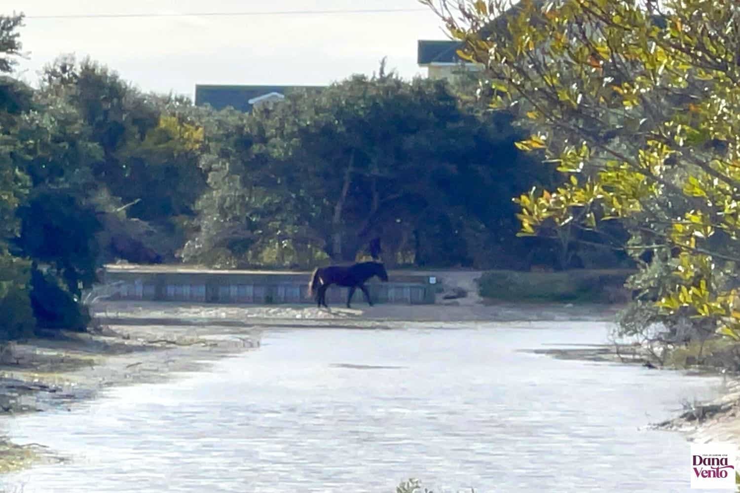 Wild Horse in Water roaming Corolla Off-road Quest