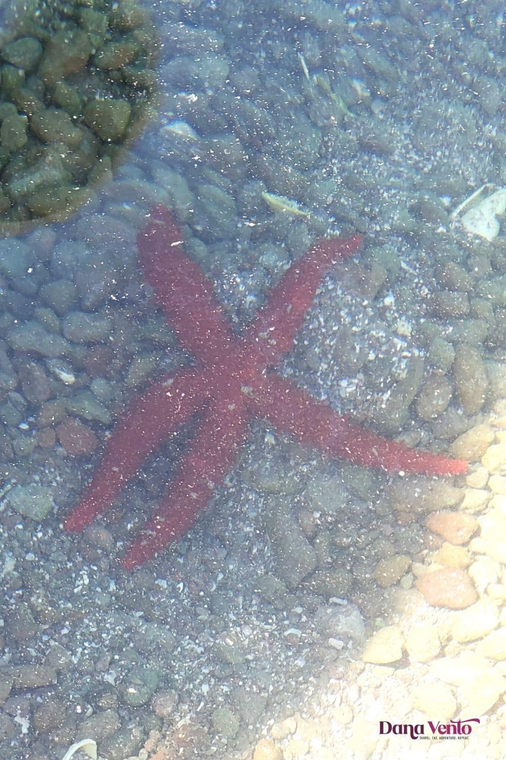 a starfish at the Bay of Loreto National Park Loreto Mexico