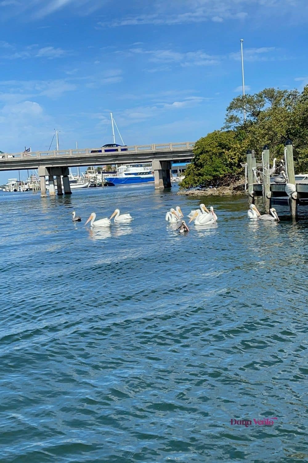 Brown and white pelicans in AMI