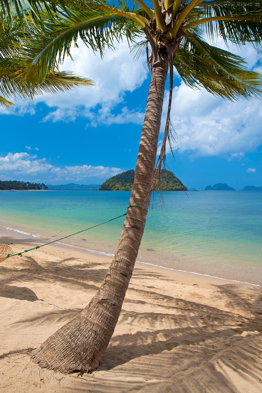 A Swaying Coconut Tree El Nido