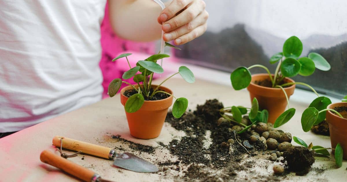 save money on spring gardening by propagating plants
