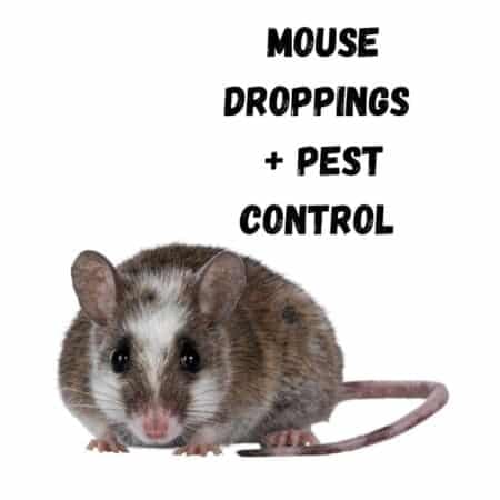 Mouse Droppings + Pest Control